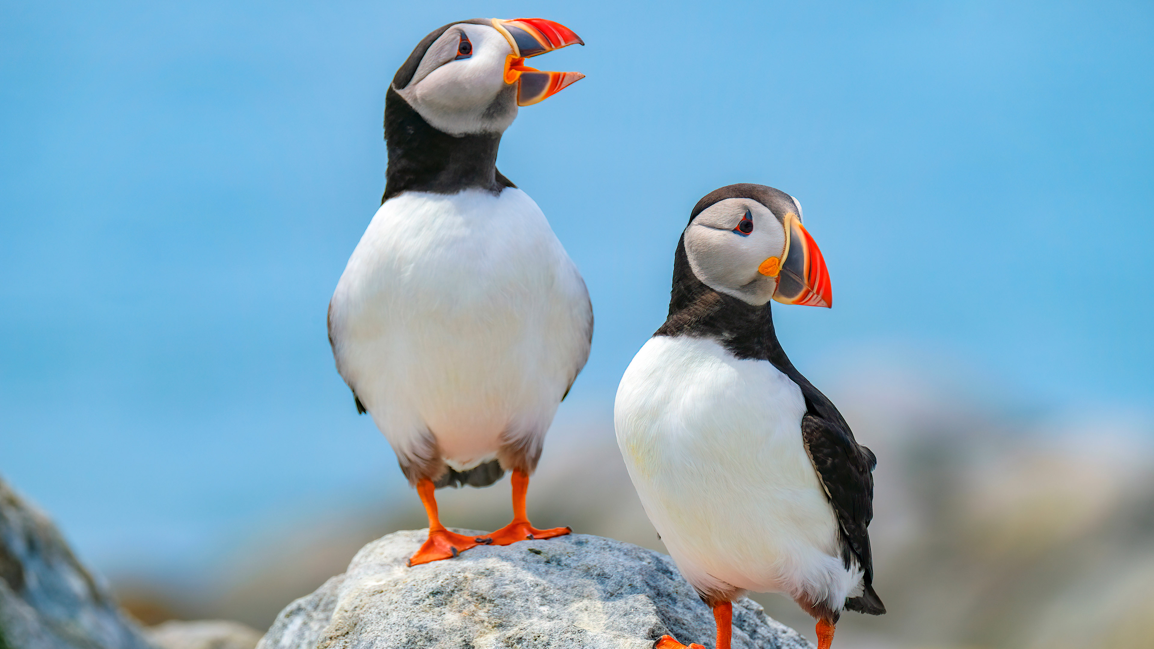 Campus Alumni Committee